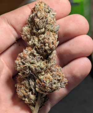 An image of Bitter Orange
