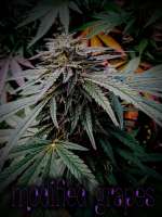 Modified Grapes: strain page photo, credit seedfinder.eu, copyright status shown with credit copyright unverified