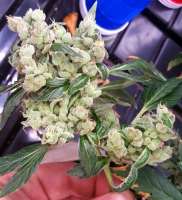 Akorn aka Snowbud archive 1