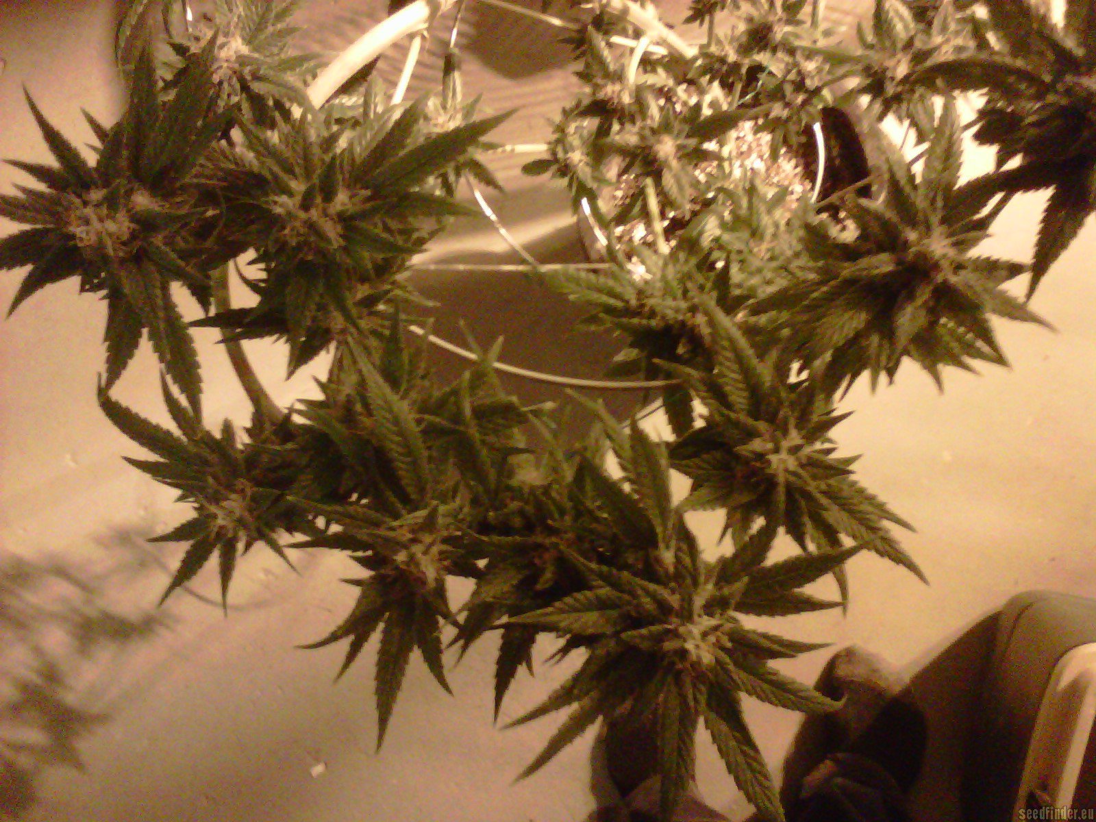 Burmese Kush flowering cannabis, as labeled by the cited image source