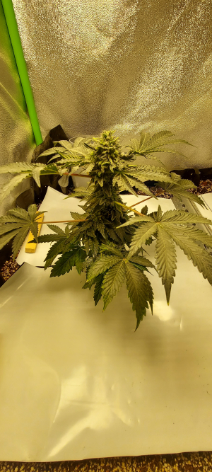 An image of French Cookies X Birthday Cake