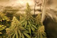 An image of La S.A.G.E. CBD