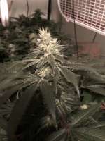 MK Ultra: strain page photo, credit seedfinder.eu, copyright status shown with credit copyright unverified