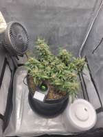 An image of OG Bubblegum X SBC