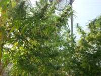 Sage n Sour archive 2