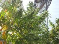 Sage n Sour archive 3