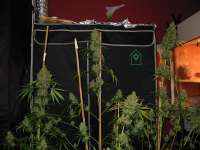 Sage n Sour archive 1