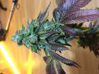 Sage n Sour archive 4