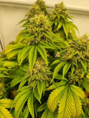 Underdawg Cake archive 1