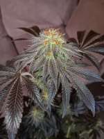 Dance of Death archive 1