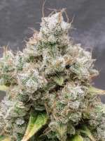 Gelonade: strain page photo, credit seedfinder.eu, copyright status shown with credit copyright unverified