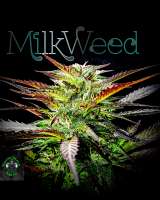 An image of Milkweed