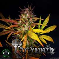 An image of Pyramic