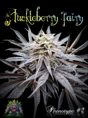 An image of Huckleberry Fairy 
