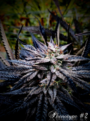 An image of Huckleberry Fairy 