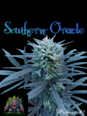 An image of Southern Oracle