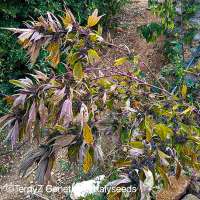 An image of V9 Tiger (Violetta SWAG variegata)
