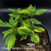 An image of V9 Tiger (Violetta SWAG variegata)