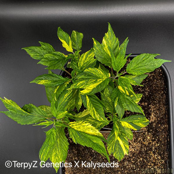 V9 Tiger (Violetta SWAG variegata)