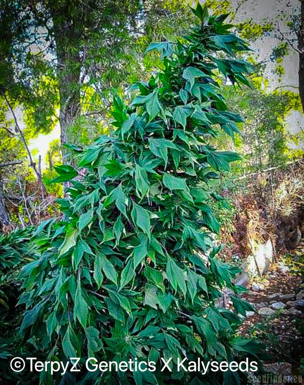 Vino Tinto (Dark Blue Sativa)