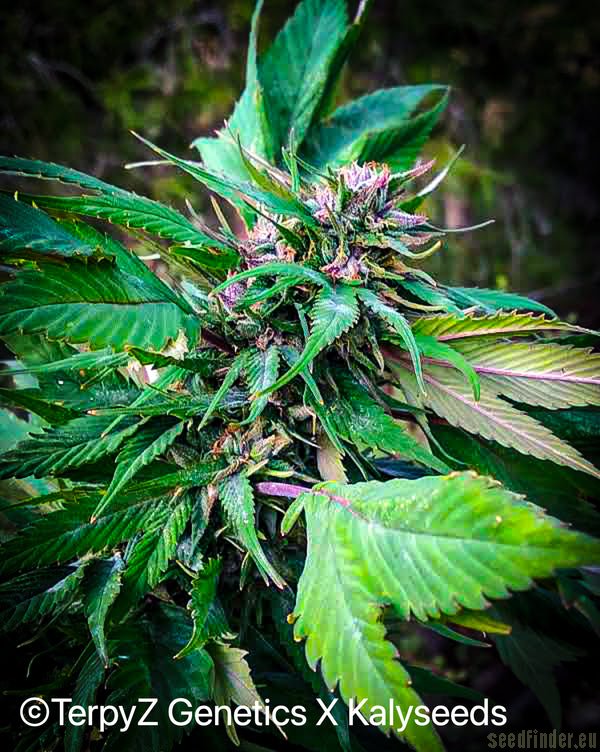 Vino Tinto (Dark Blue Sativa)