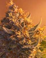 An image of Kush & Coffee