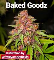 BakedGoodz archive 4