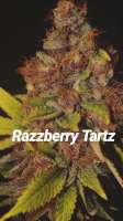 Razzberry Tartz archive 2