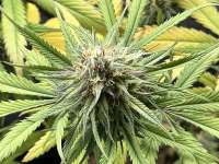 Panama Kush archive 1