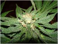 Affie Bubba archive 1