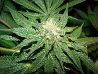 Affie Bubba archive 3