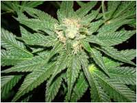 Affie Bubba archive 2