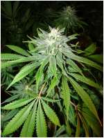 An image of Choke Berry