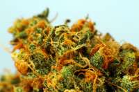 An image of Choke Berry