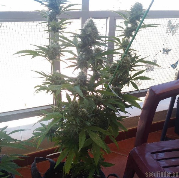 The White x Mandala Purple #1