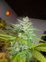 Blackwater: strain page photo, credit seedfinder.eu, copyright status shown with credit copyright unverified