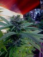 Blackwater: strain page photo, credit seedfinder.eu, copyright status shown with credit copyright unverified