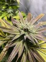 An image of Chem 4 OG
