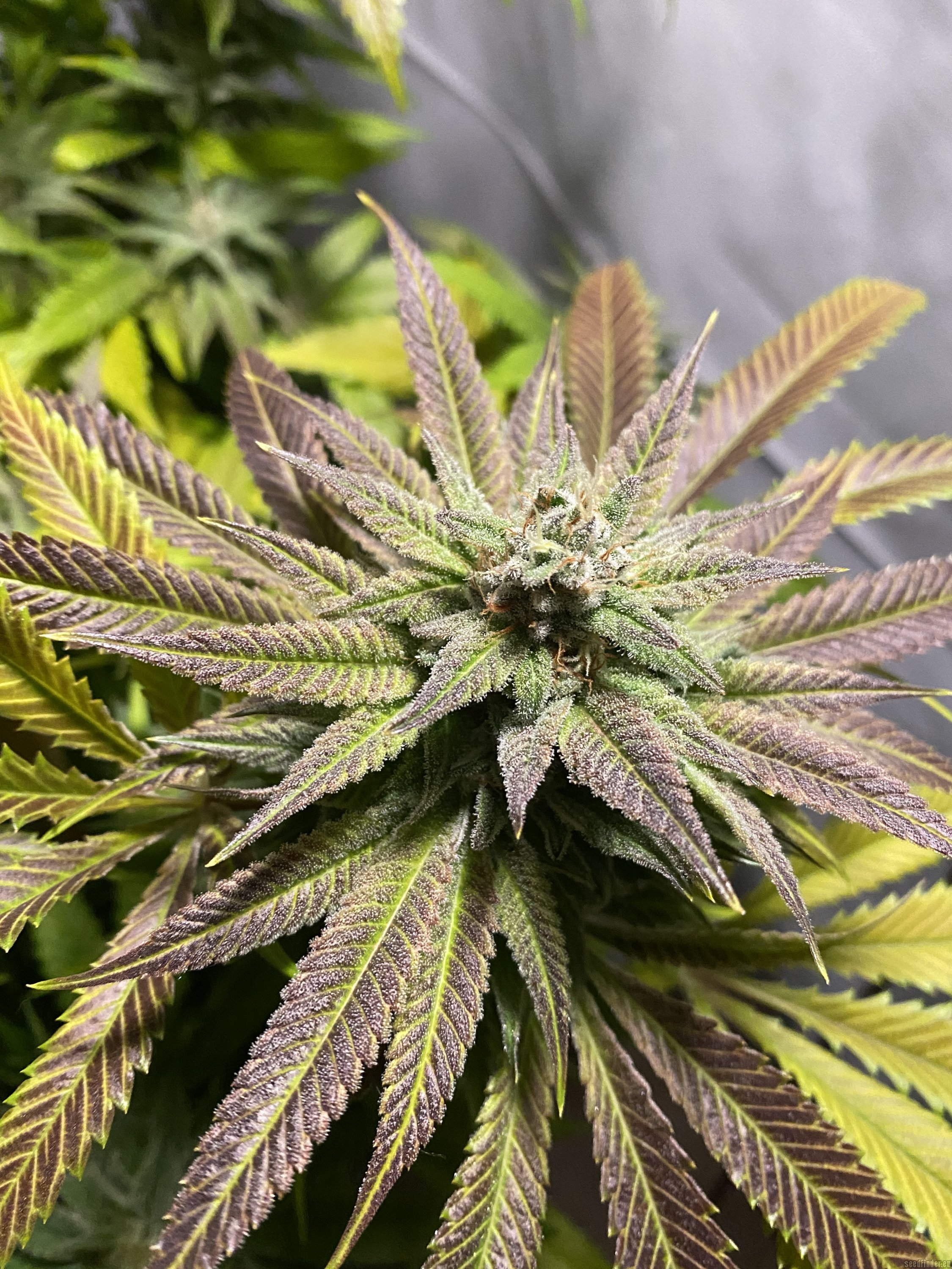 Chem 4 OG flowering cannabis, as labeled by the cited photo source