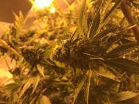 Deadhead OG: strain page photo, credit seedfinder.eu, copyright status shown with credit copyright unverified
