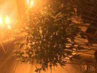 Deadhead OG: strain page photo, credit seedfinder.eu, copyright status shown with credit copyright unverified