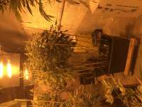 DeadHead OG archive 4