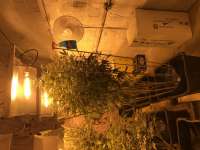 DeadHead OG archive 5