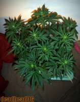 DeadHead OG archive 2