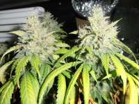 DeadHead OG archive 3