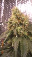 An image of Jamaican OG