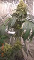 An image of Jamaican OG