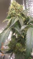 An image of Jamaican OG