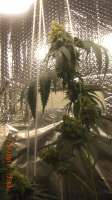 An image of Jamaican OG