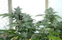 Jedi Kush: strain page photo, credit seedfinder.eu, copyright status shown with credit copyright unverified